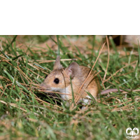 گونه موش صحرایی آرال Herb Filed Mouse  